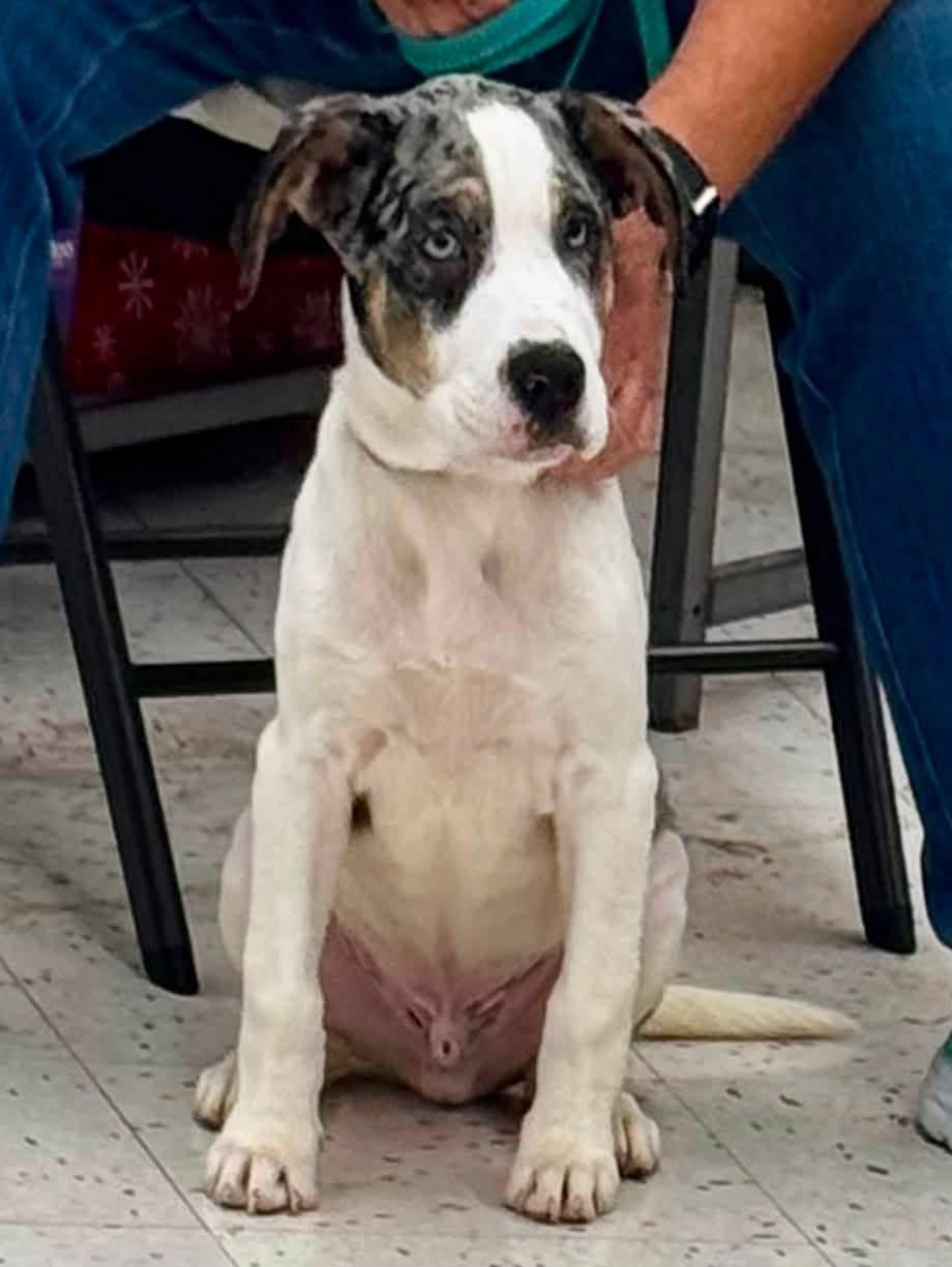 Enlarge Ted, an adopted mixed breed in Orland Park, IL image 6/6