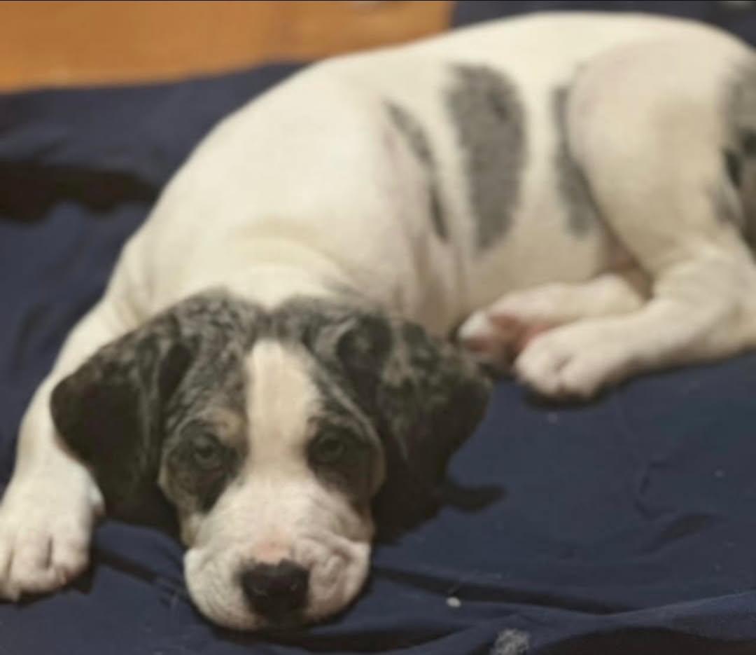 Enlarge Ted, an adopted mixed breed in Orland Park, IL image 3/6