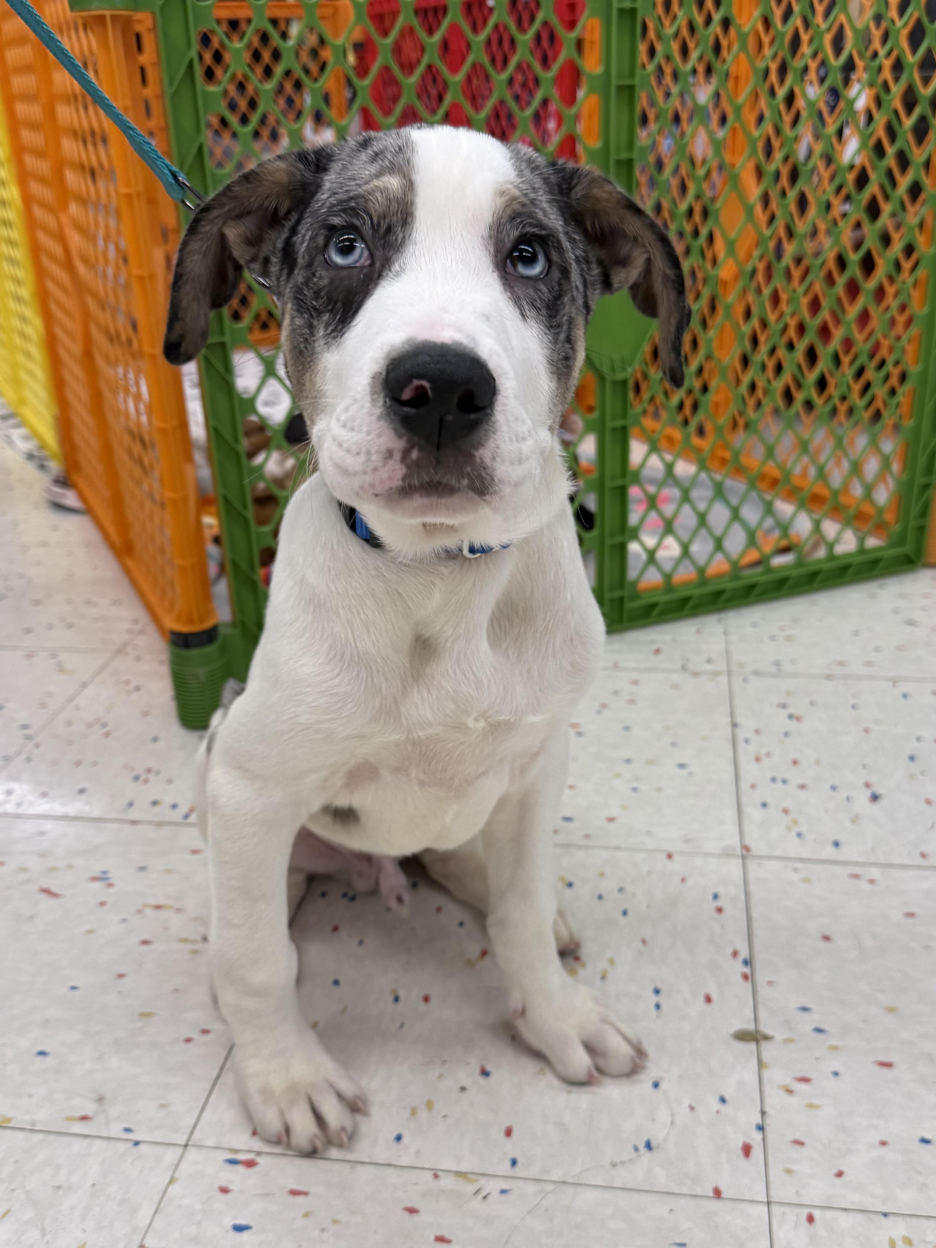 Enlarge Ted, an adopted mixed breed in Orland Park, IL image 4/6