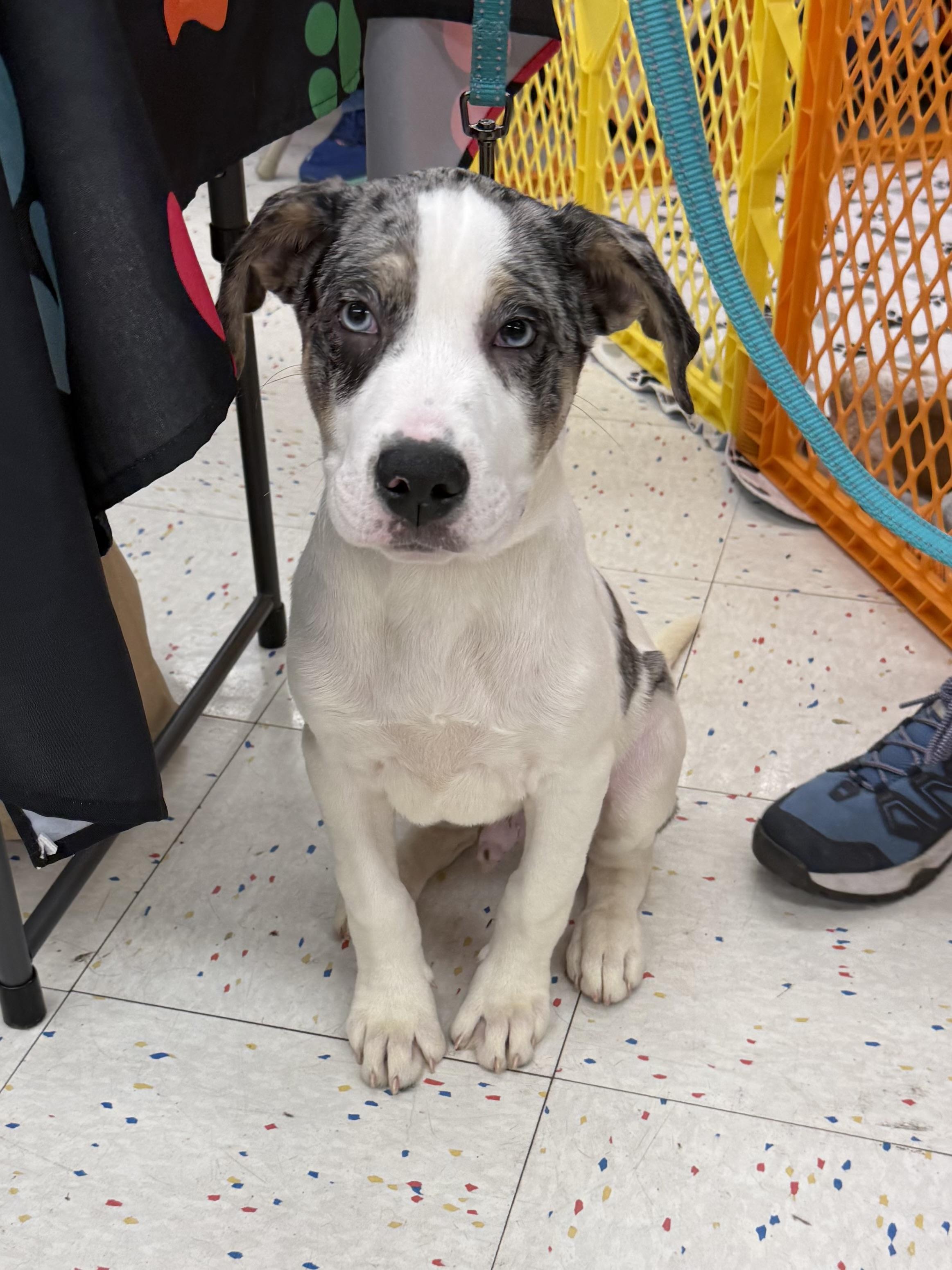 Enlarge Ted, an adopted mixed breed in Orland Park, IL image 2/6