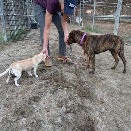 Enlarge Django, a ADOPTABLE mixed breed in Coachella, CA image 5/6