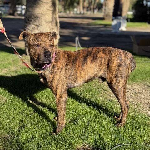 Enlarge Django, a ADOPTABLE mixed breed in Coachella, CA image 4/6
