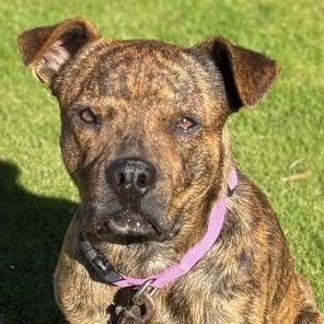 Django, ADOPTABLE, Young Male Mountain Cur.