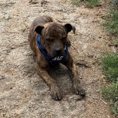 Enlarge Django, a ADOPTABLE mixed breed in Coachella, CA image 3/6
