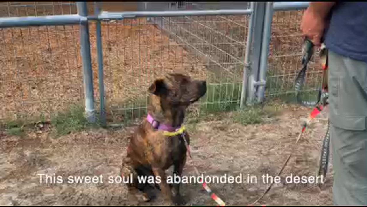 Enlarge Django, a ADOPTABLE mixed breed in Coachella, CA video 6/6