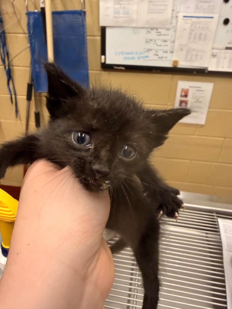 Dazzle, Adoptable, Kitten Male Domestic Short Hair.