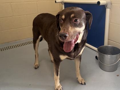 Enlarge Big Mac, a Adoptable Labrador Retriever in Harlingen, TX image 1/1
