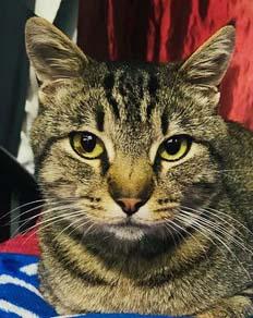 Paco, Adoptable, Young Male Tabby.