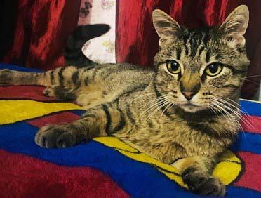 Paco, a Adoptable Tabby in Tiburon, CA image 2/2