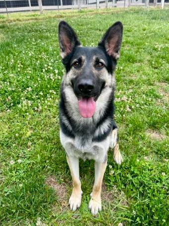 Enzo, a Adopted mixed breed in Mocksville, NC image 1/3