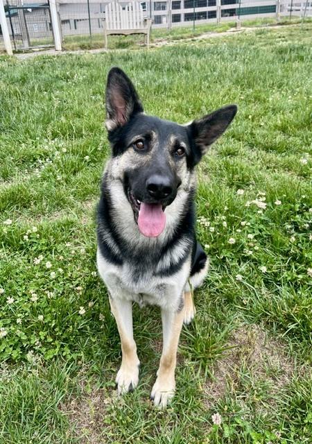 Enzo, a Adopted mixed breed in Mocksville, NC image 2/3