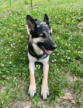 Enzo, a Adopted mixed breed in Mocksville, NC image 3/3