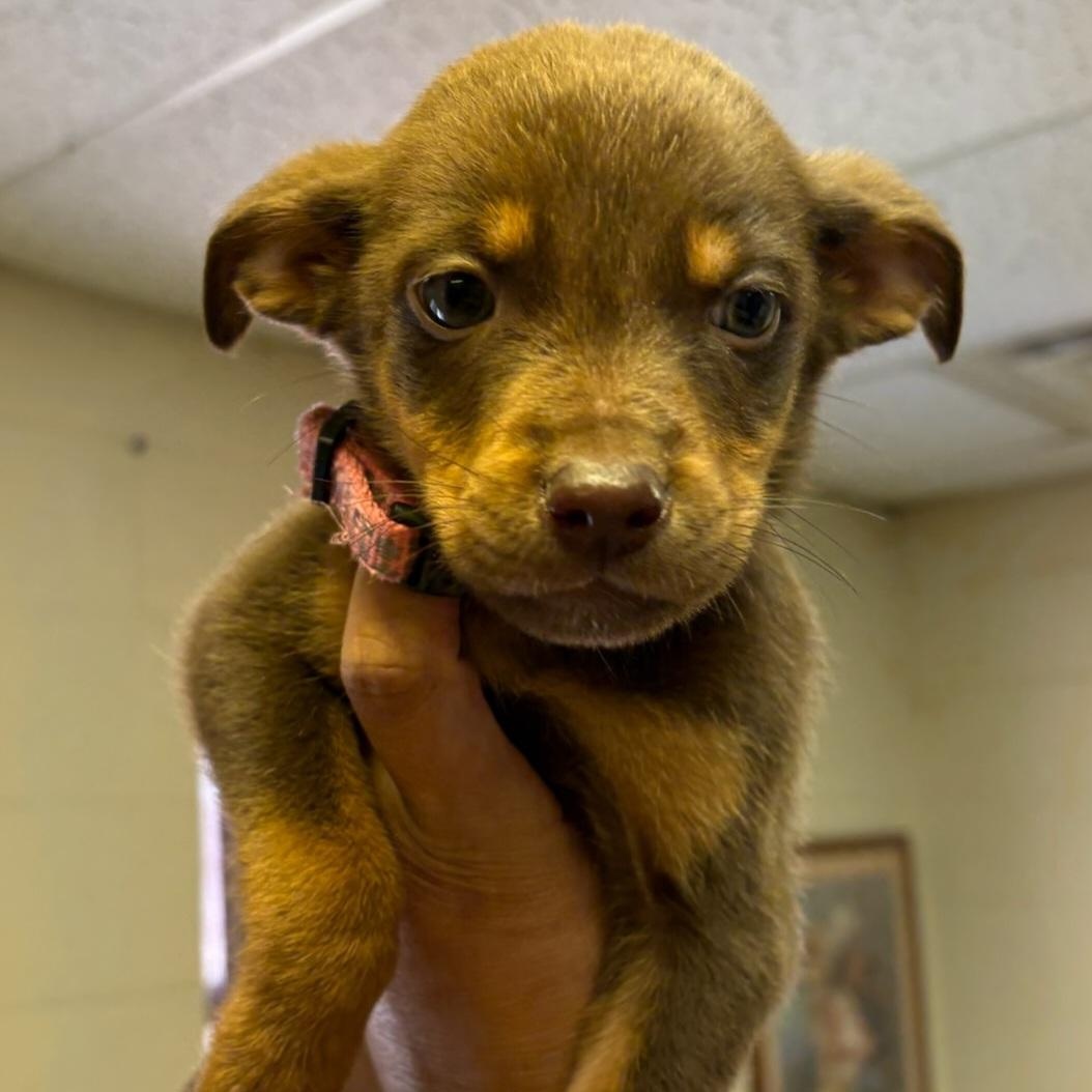 Penelope, adopted, Puppy Female Pit Bull Terrier.