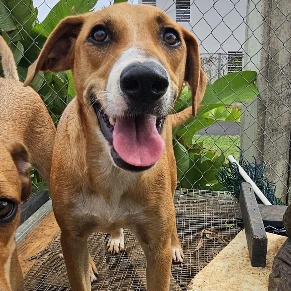Shy, Adoptable, Young Female Labrador Retriever.