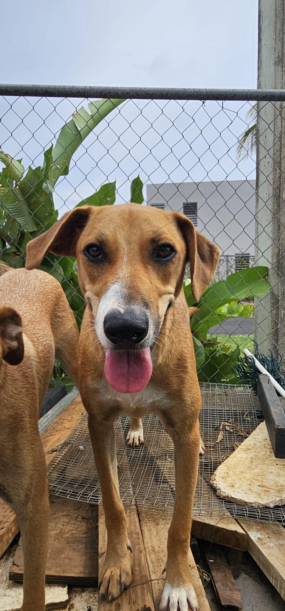 Shy, a Adoptable mixed breed in ISABELA, PR image 3/3