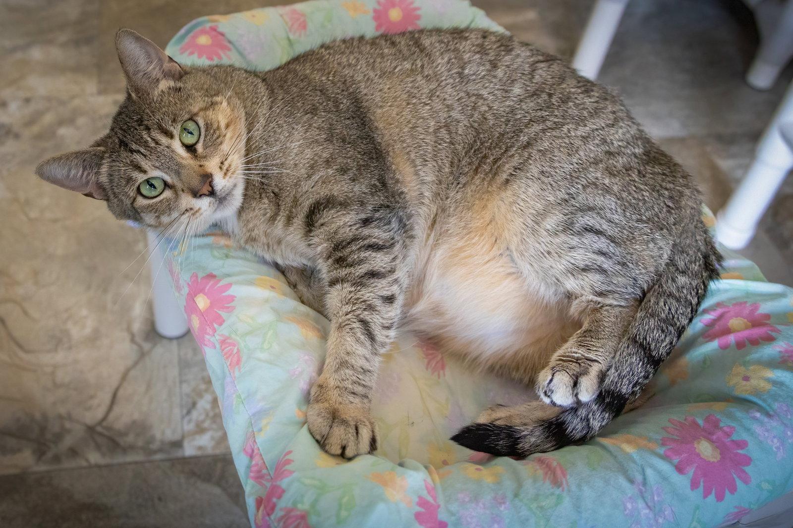 Briar (FCID# 02/04/2025 - 1 Brookhaven foster), Adopted, Adult Female Tabby & Tortoiseshell.