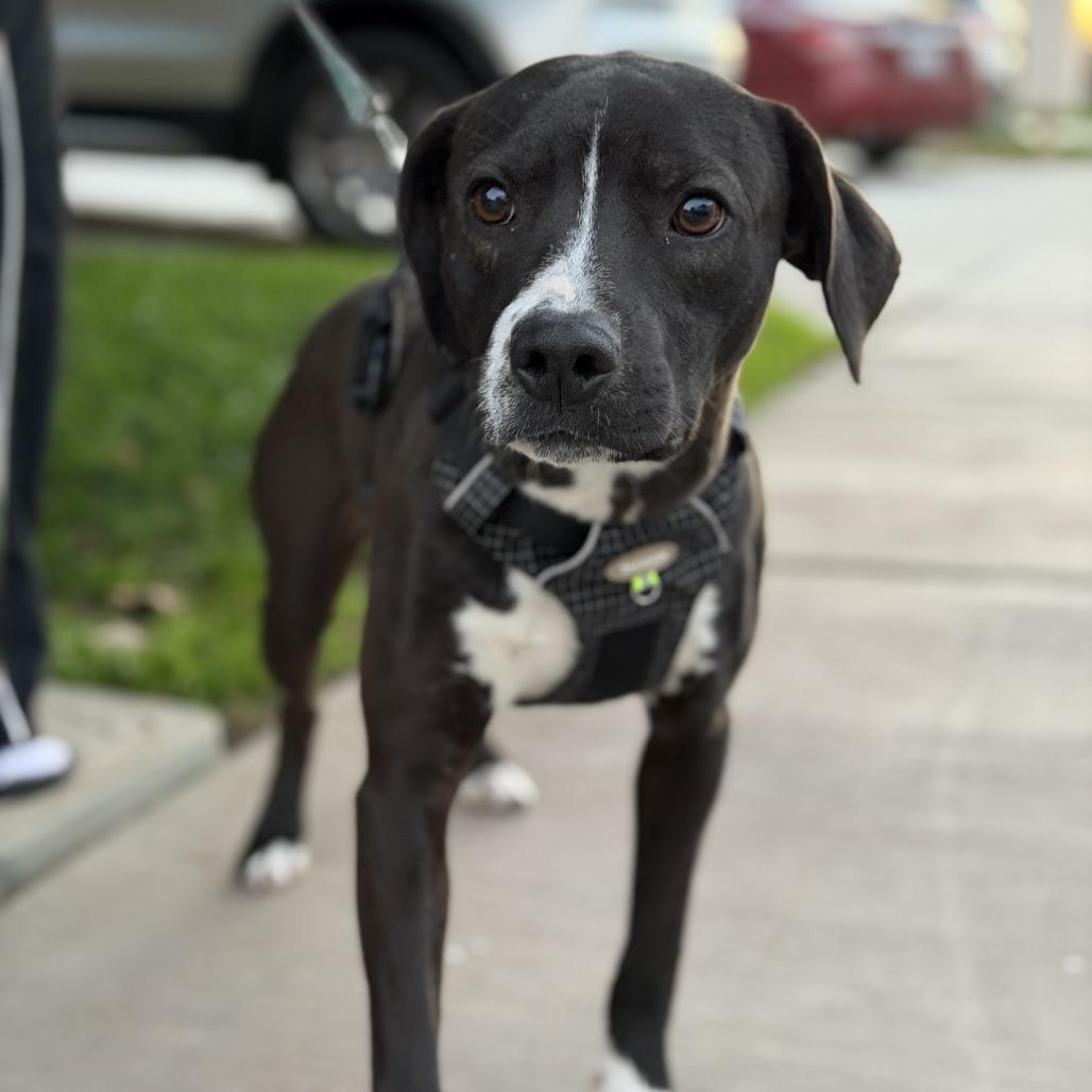 *** Max, Adoptable, Young Male Labrador Retriever & Pit Bull Terrier.