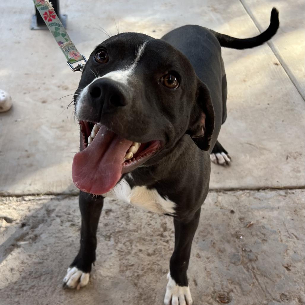 Enlarge *** Max, a Adoptable mixed breed in Oceanside, CA image 2/3