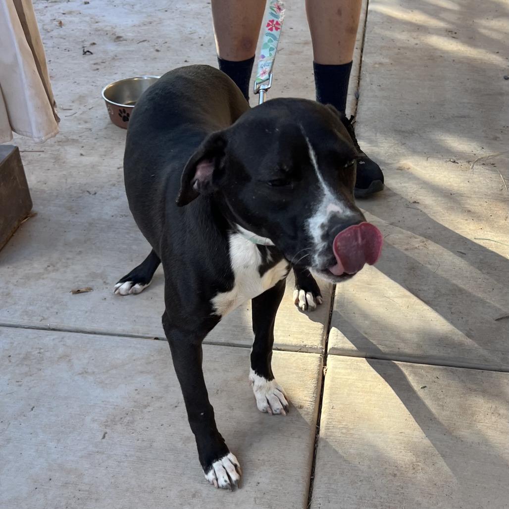 Enlarge *** Max, a Adoptable mixed breed in Oceanside, CA image 3/3