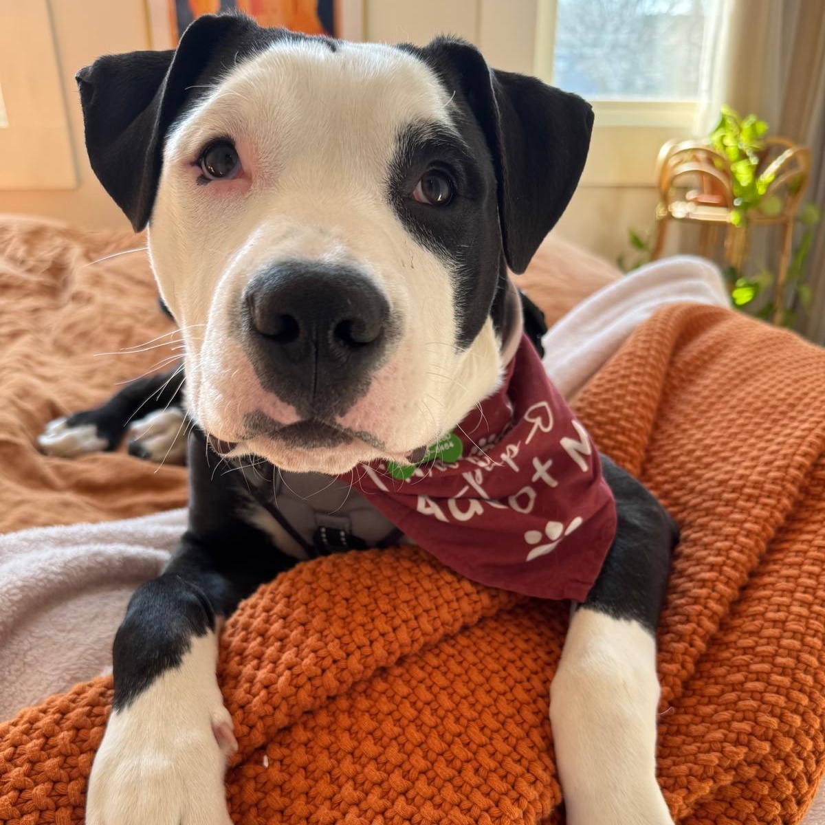 Enlarge Petey, an adopted mixed breed in Alexandria, VA image 6/6