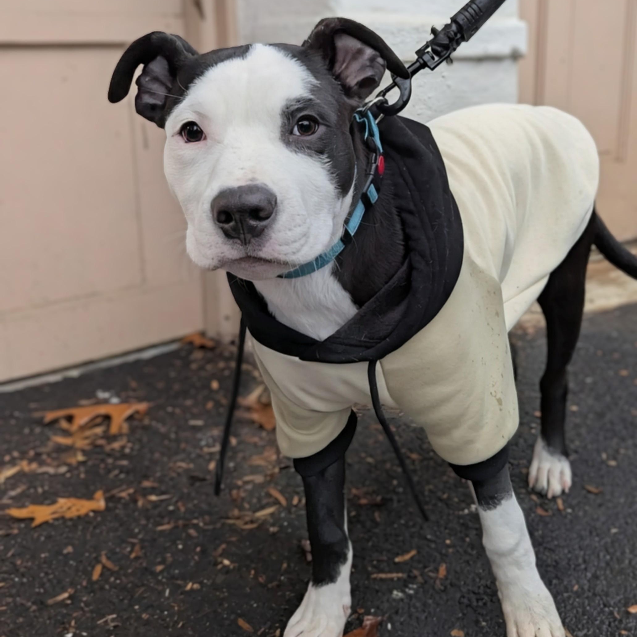 Enlarge Petey, an adopted mixed breed in Alexandria, VA image 2/6