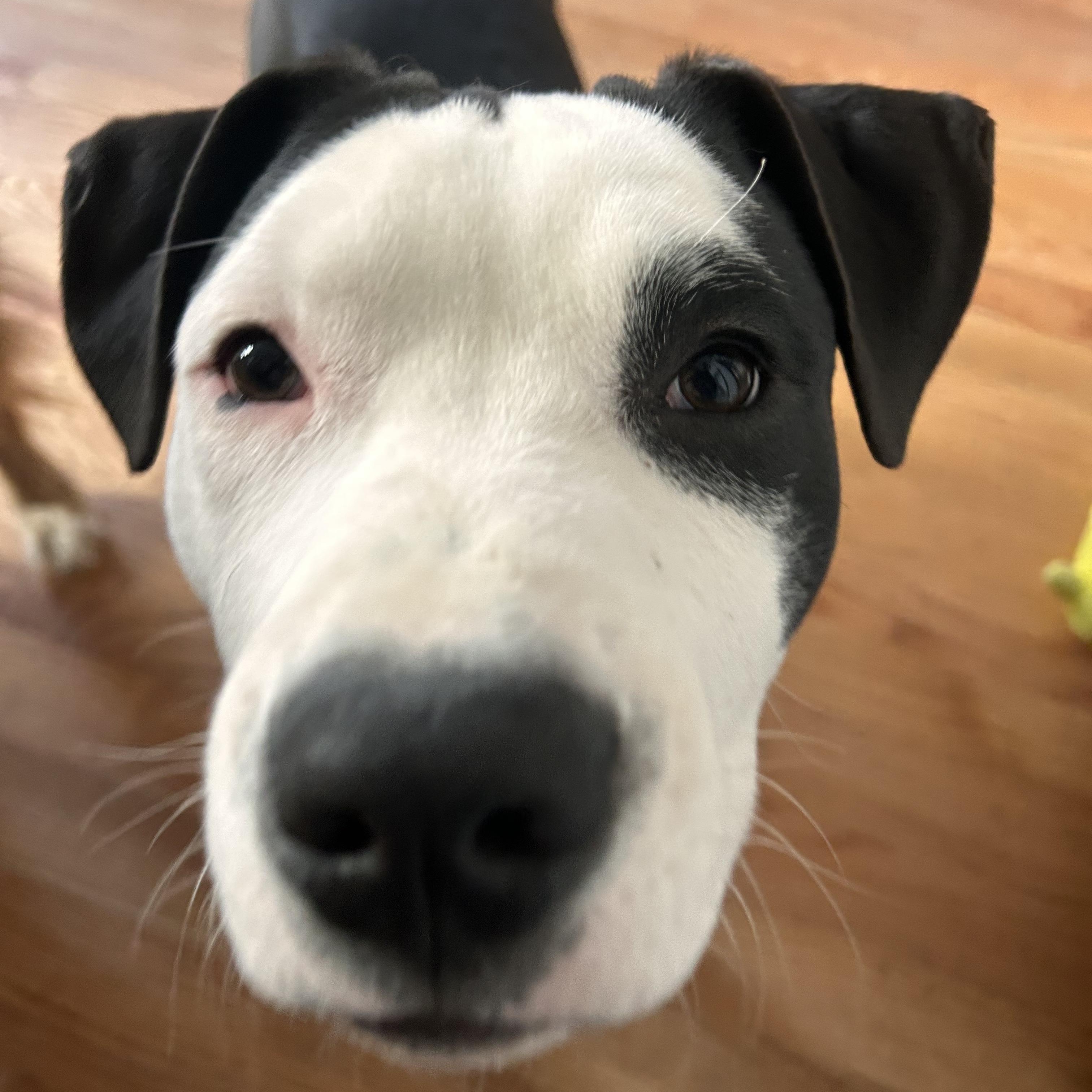 Enlarge Petey, an adopted mixed breed in Alexandria, VA image 5/6