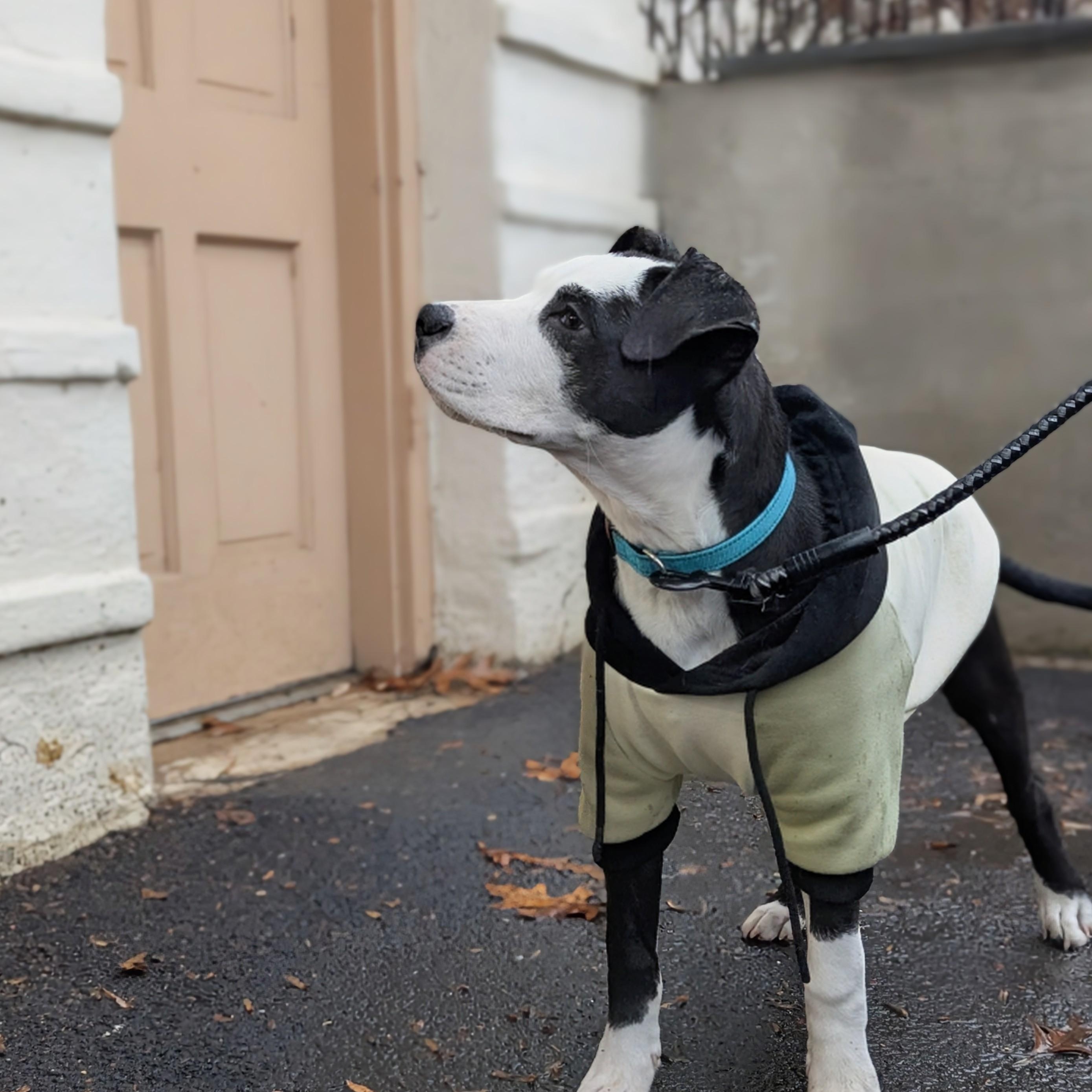 Enlarge Petey, an adopted mixed breed in Alexandria, VA image 3/6