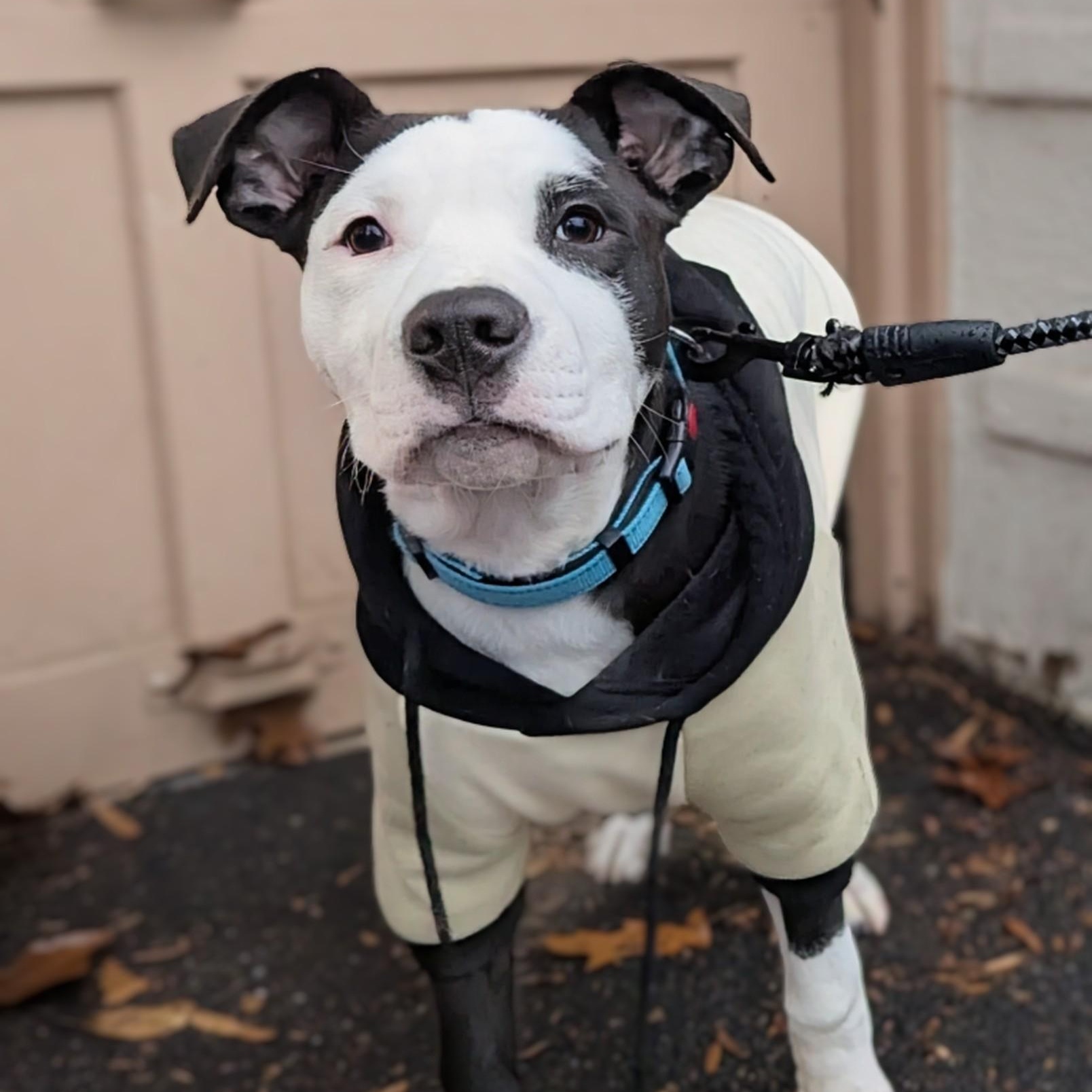 Petey, adopted, Puppy Male Pit Bull Terrier.