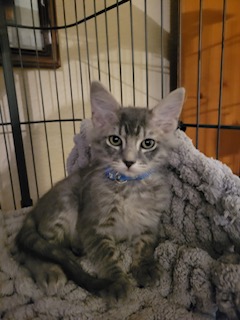 Enlarge Ash - Courtesy Post, a Adopted mixed breed in Fort Worth, TX image 1/1