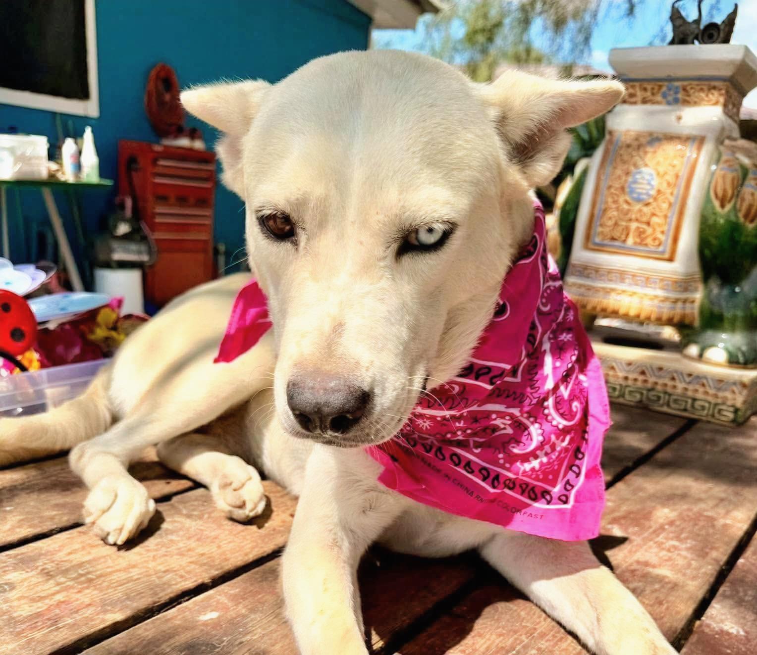 Hazel, Adoptable, Young Female Retriever & Husky.