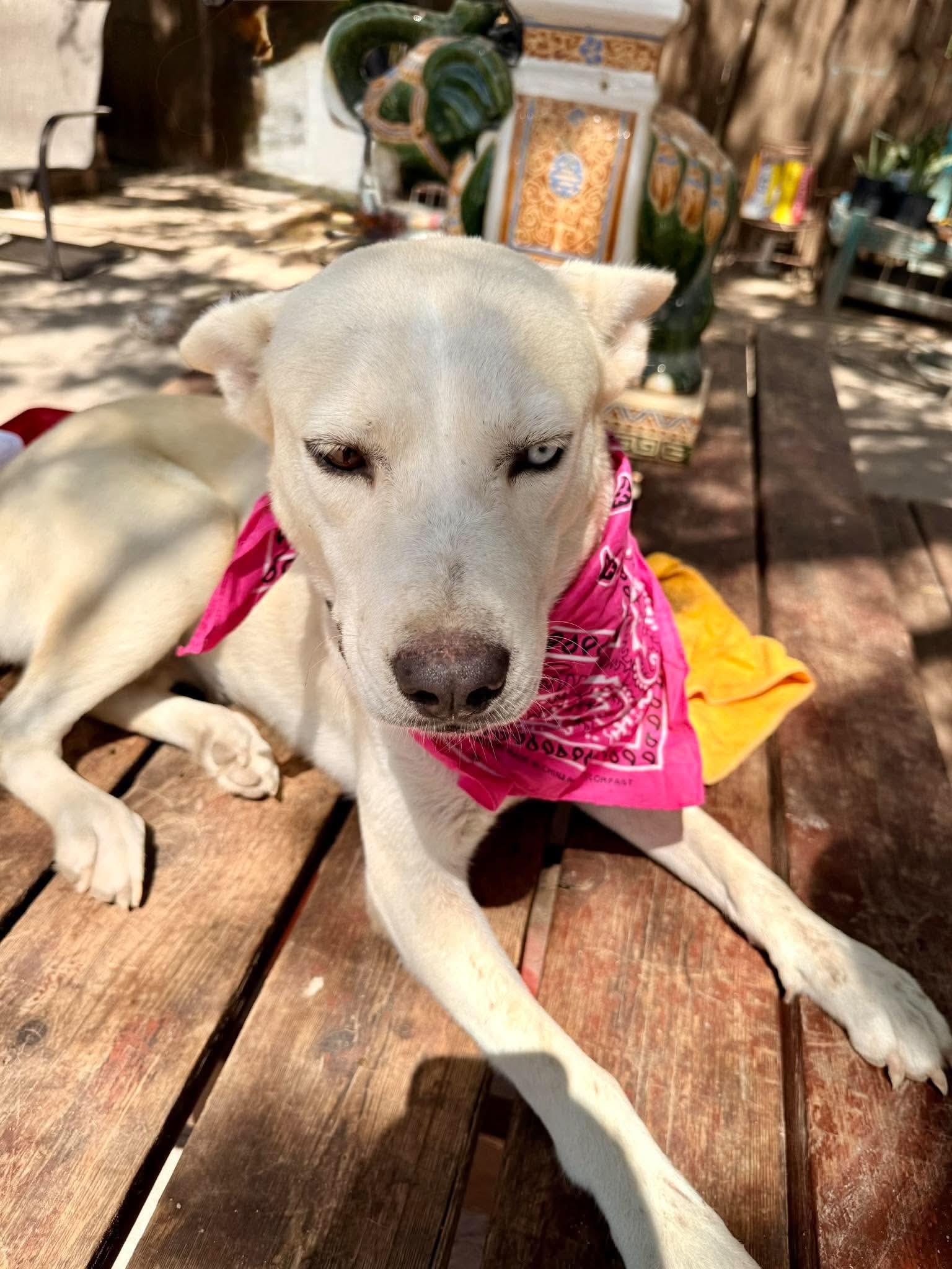 Enlarge Hazel, a Adoptable mixed breed in Fabius, NY image 3/6