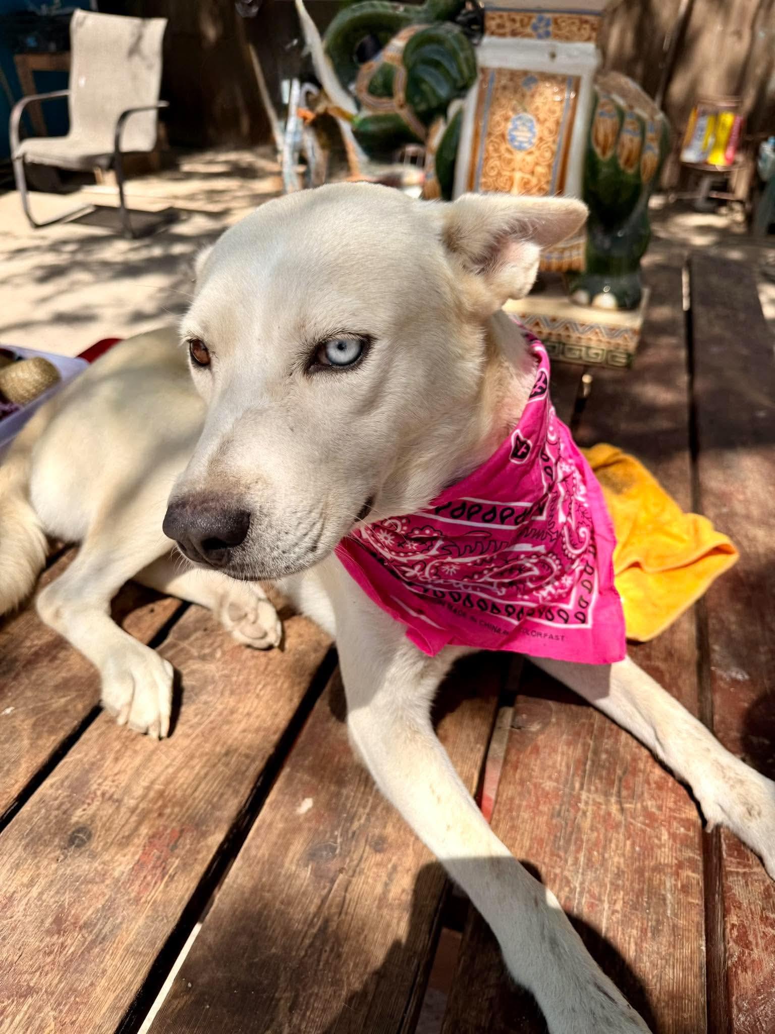 Enlarge Hazel, a Adoptable mixed breed in Fabius, NY image 5/6