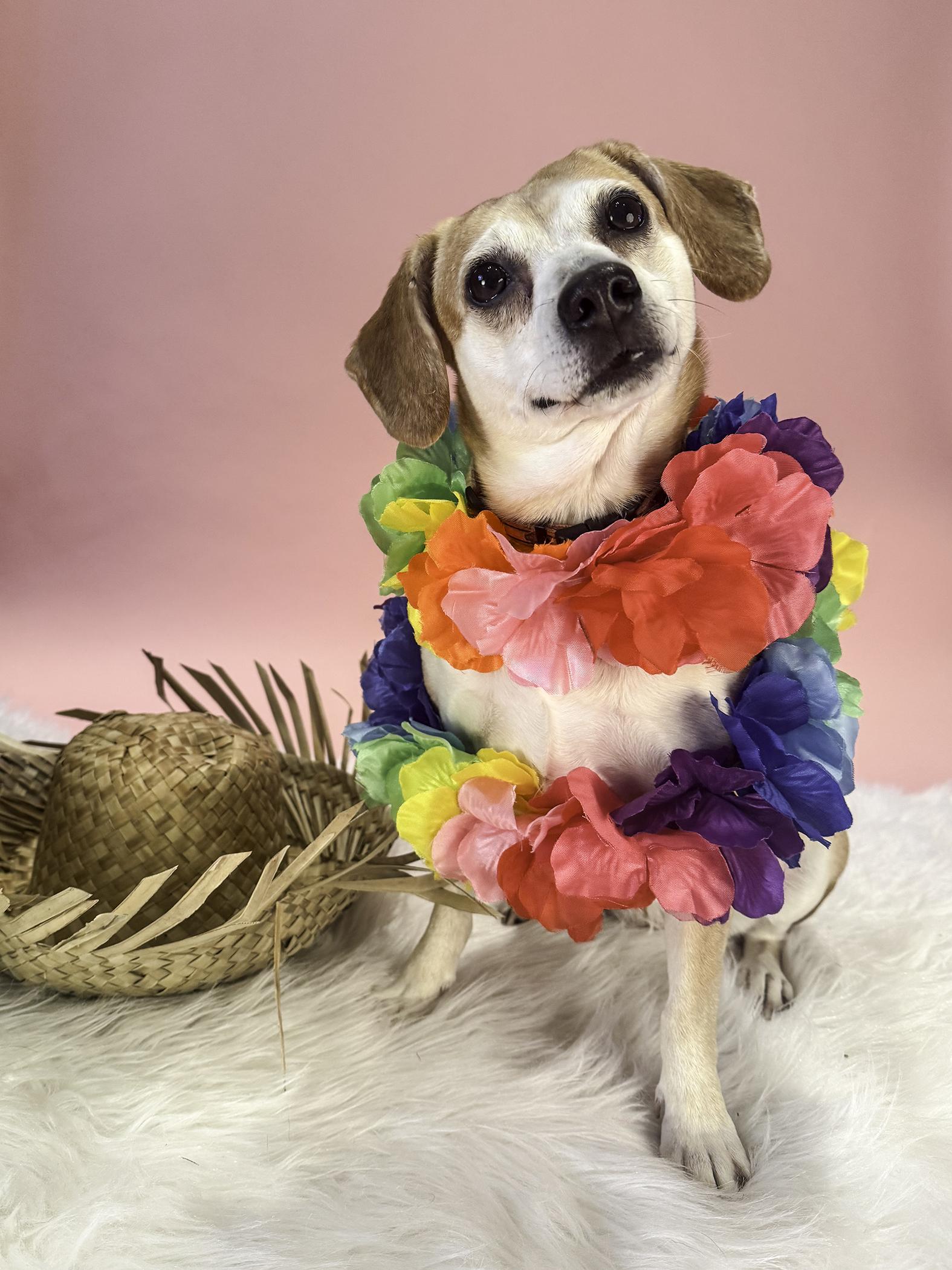 Enlarge Ginger, a ADOPTABLE mixed breed in Baker, LA image 3/6