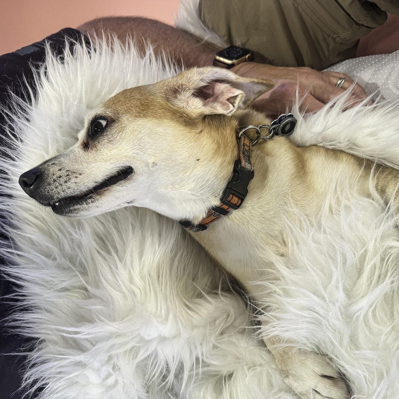 Enlarge Ginger, a ADOPTABLE mixed breed in Baker, LA image 5/6