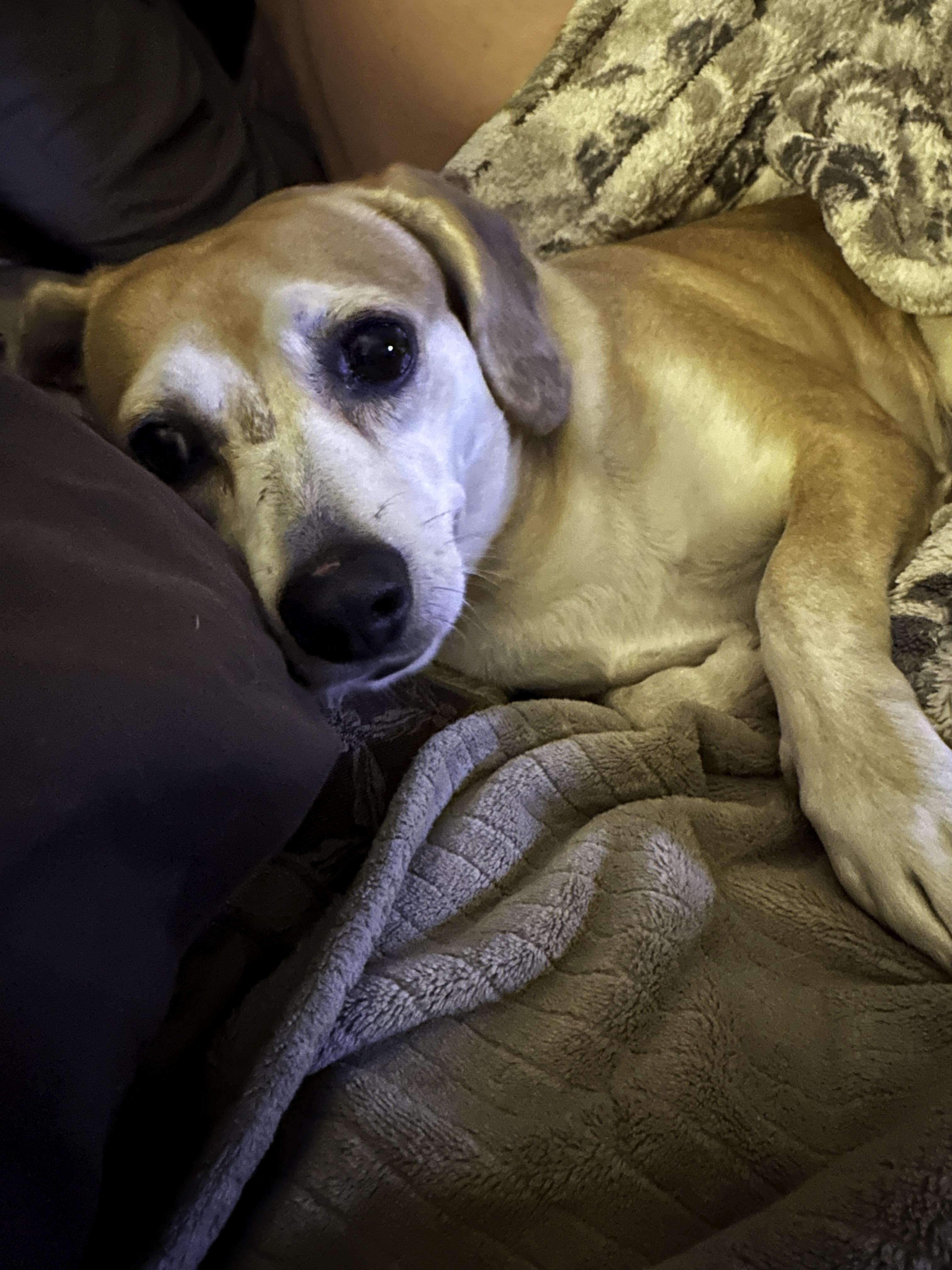 Enlarge Ginger, a ADOPTABLE mixed breed in Baker, LA image 4/6