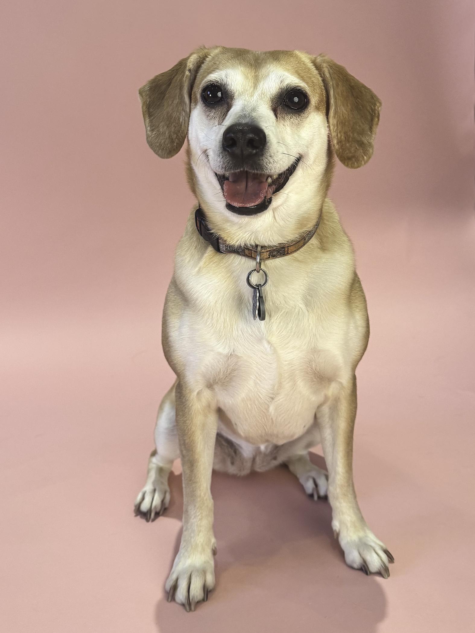 Enlarge Ginger, a ADOPTABLE mixed breed in Baker, LA image 6/6