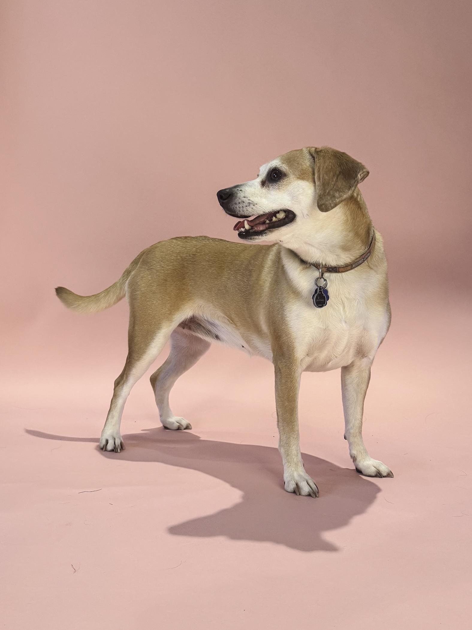 Enlarge Ginger, a ADOPTABLE mixed breed in Baker, LA image 2/6