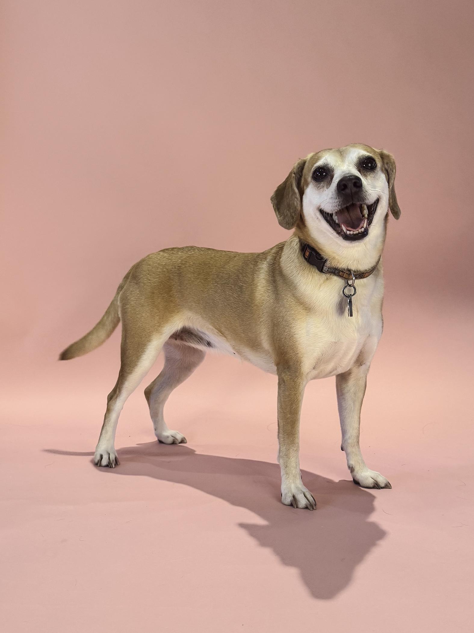Enlarge Ginger, a ADOPTABLE mixed breed in Baker, LA image 1/6