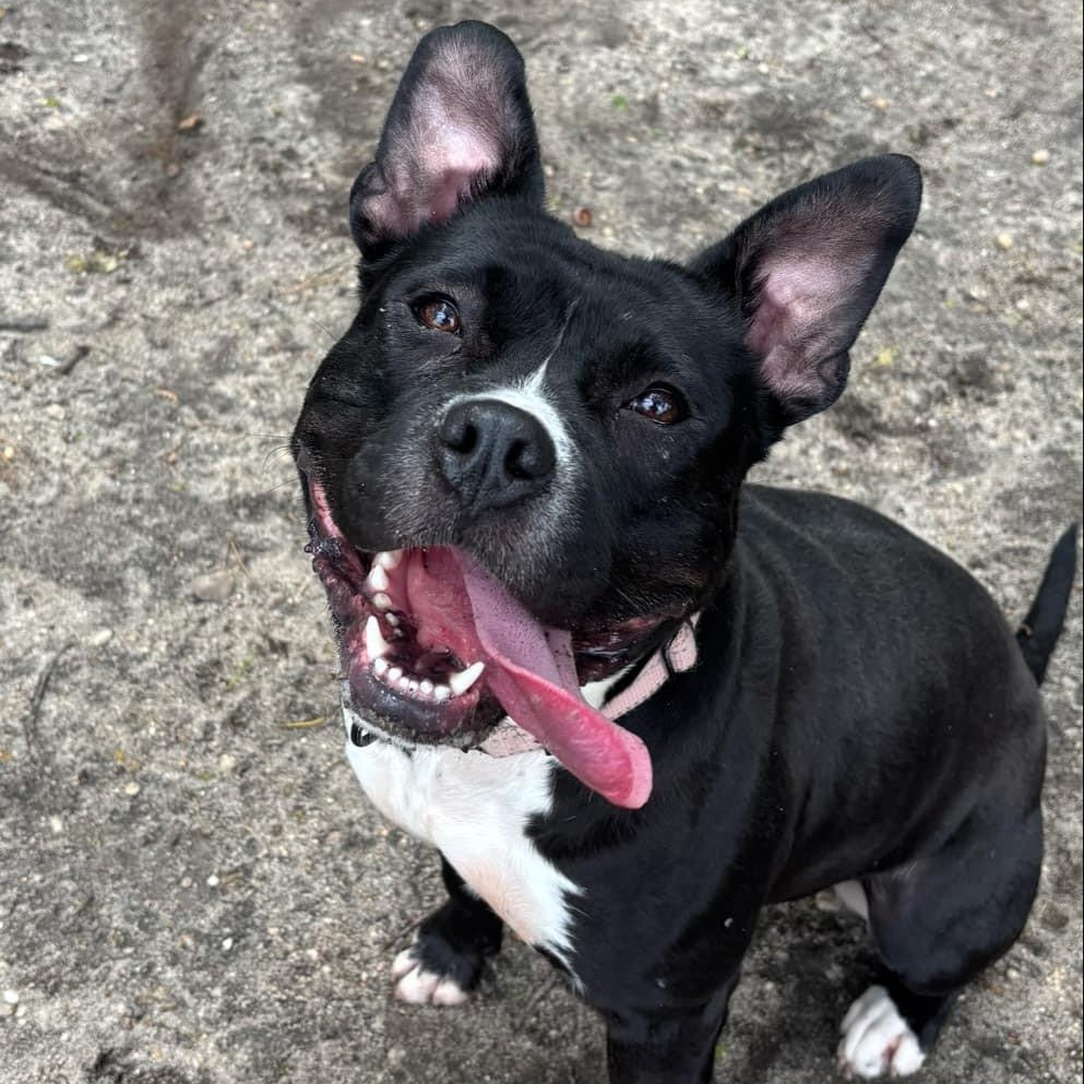 Minnie, a Adoptable Mixed Breed in Brookhaven, NY image 1/3