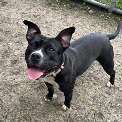 Minnie, a Adoptable Mixed Breed in Brookhaven, NY image 3/3