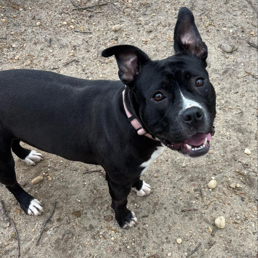 Minnie, a Adoptable Mixed Breed in Brookhaven, NY image 2/3