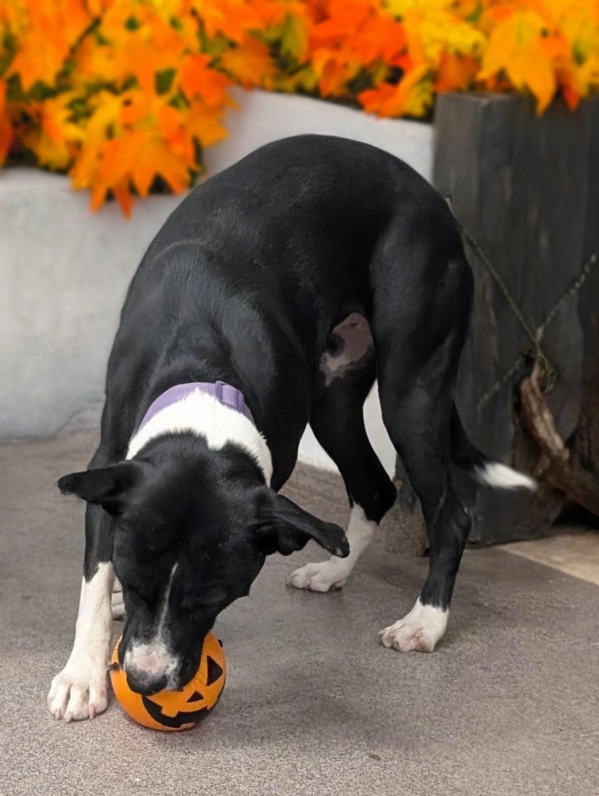 Enlarge Willow, an adopted American Staffordshire Terrier in Osceola, MO image 6/6