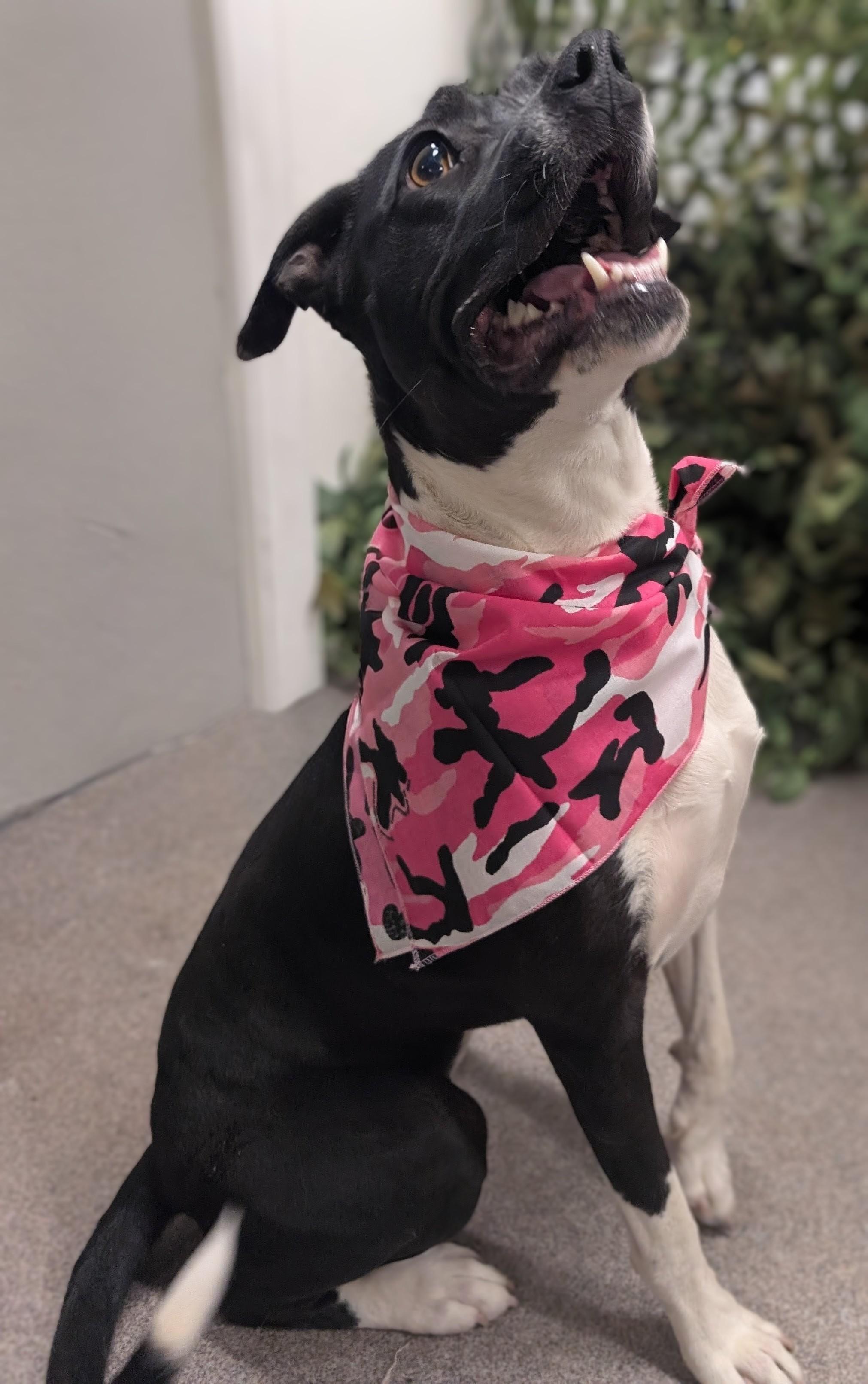 Enlarge Willow, an adopted American Staffordshire Terrier in Osceola, MO image 5/6