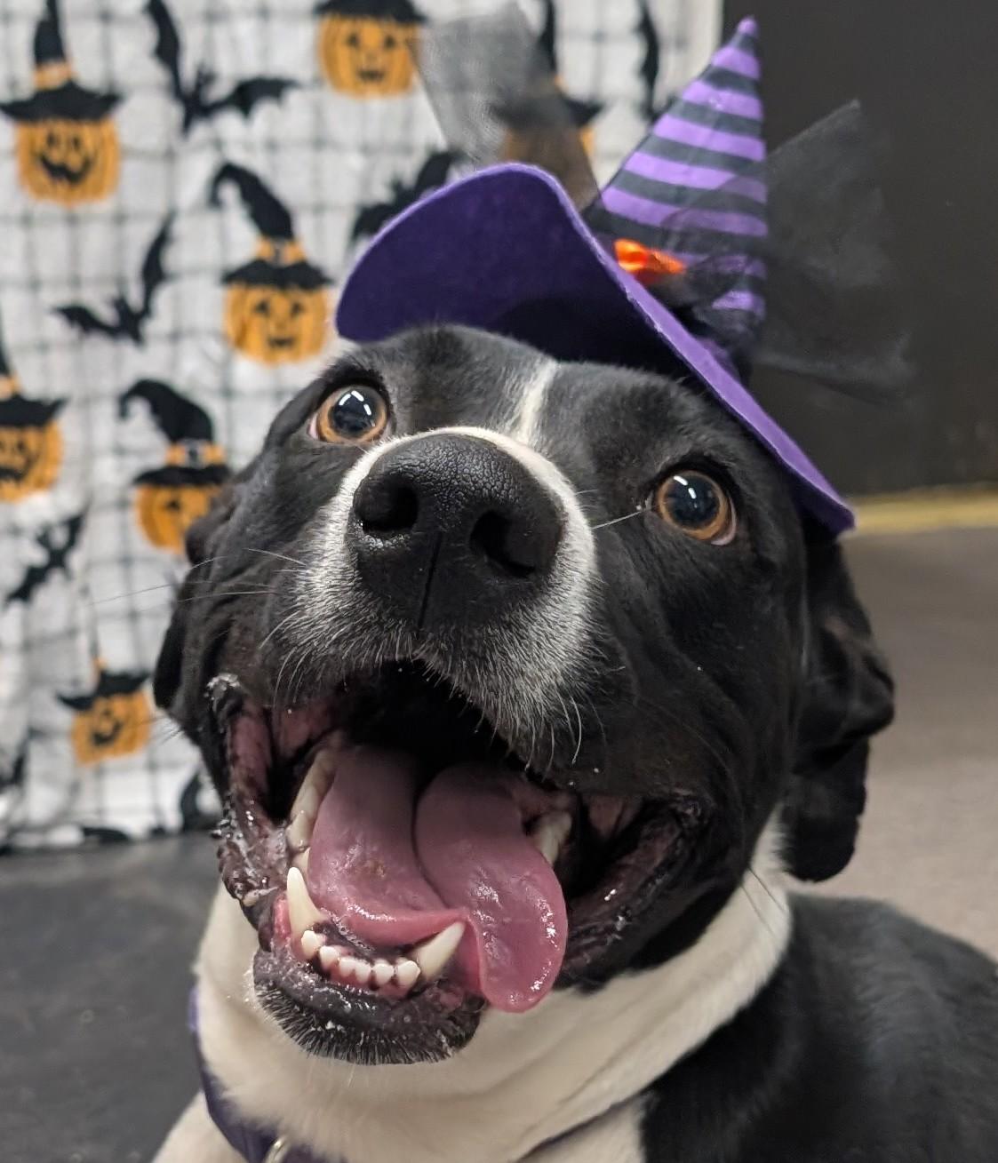 Enlarge Willow, an adopted American Staffordshire Terrier in Osceola, MO image 1/6