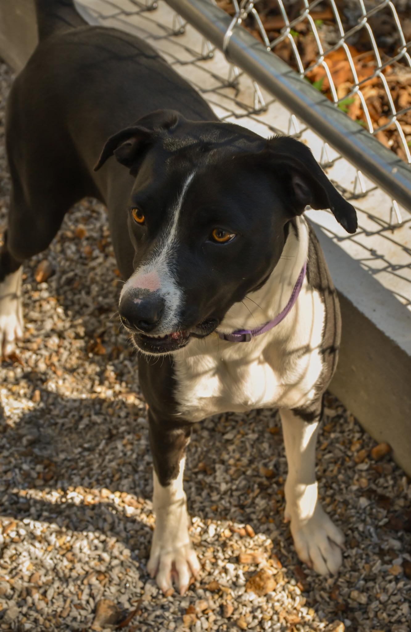 Enlarge Willow, an adopted American Staffordshire Terrier in Osceola, MO image 2/6