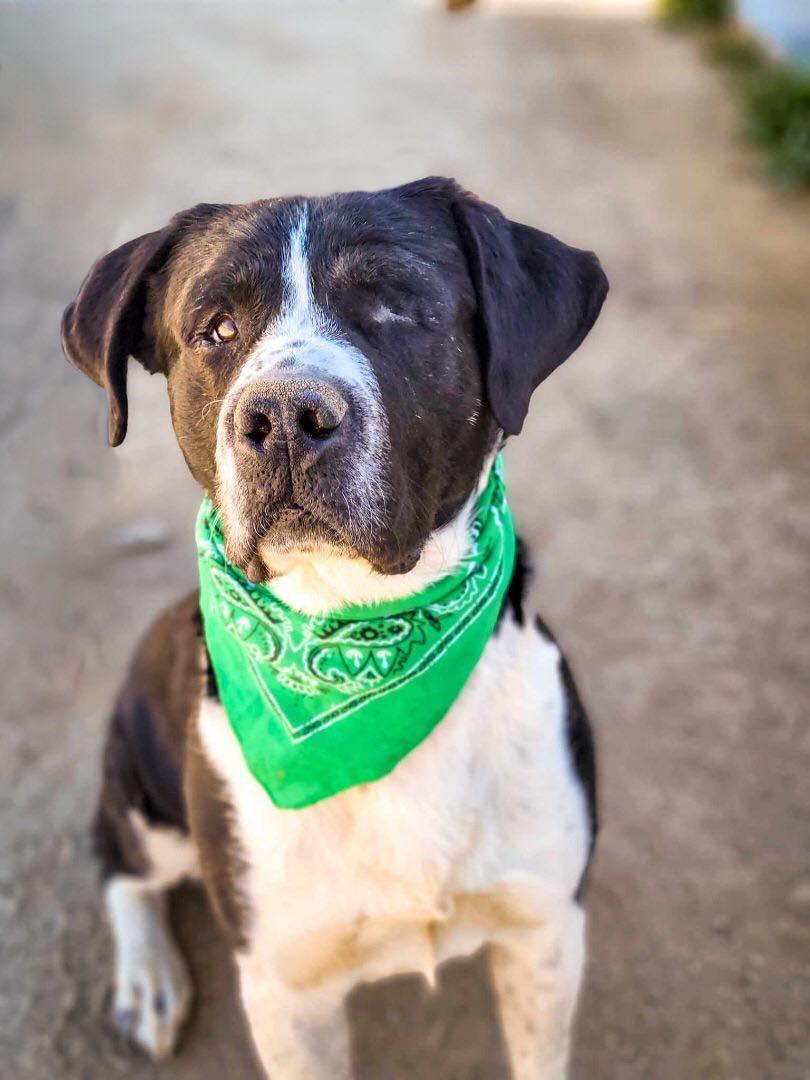 Bolt, a Adoptable mixed breed in Murrieta, CA image 1/6