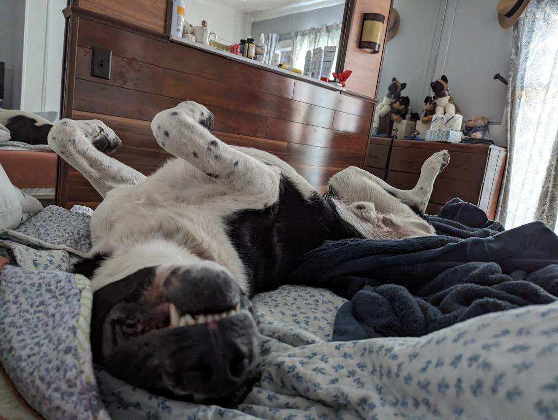 Bolt, a Adoptable mixed breed in Murrieta, CA image 6/6