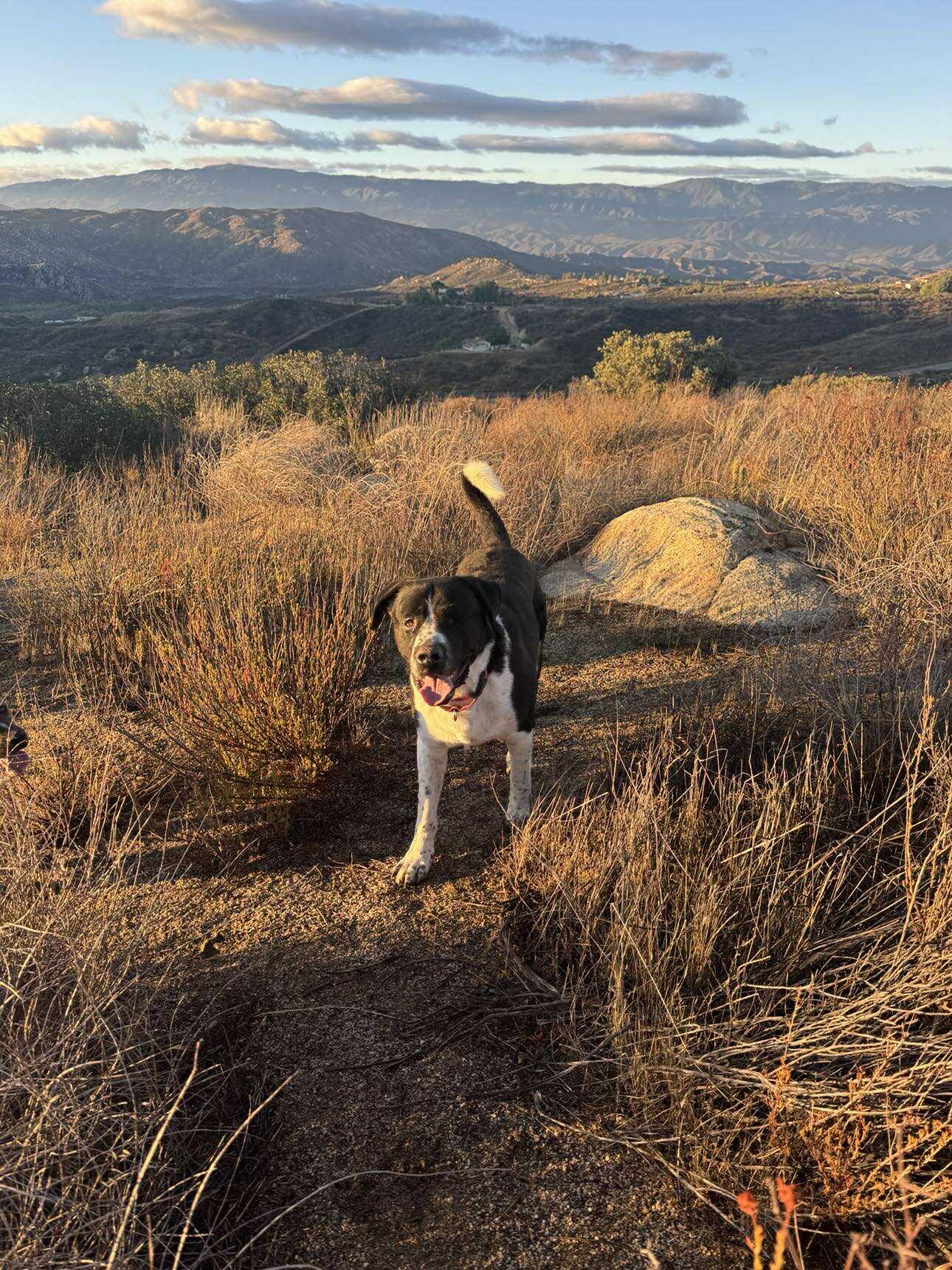 Bolt, a Adoptable mixed breed in Murrieta, CA image 3/6