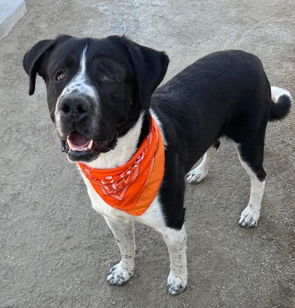 Bolt, a Adoptable mixed breed in Murrieta, CA image 5/6