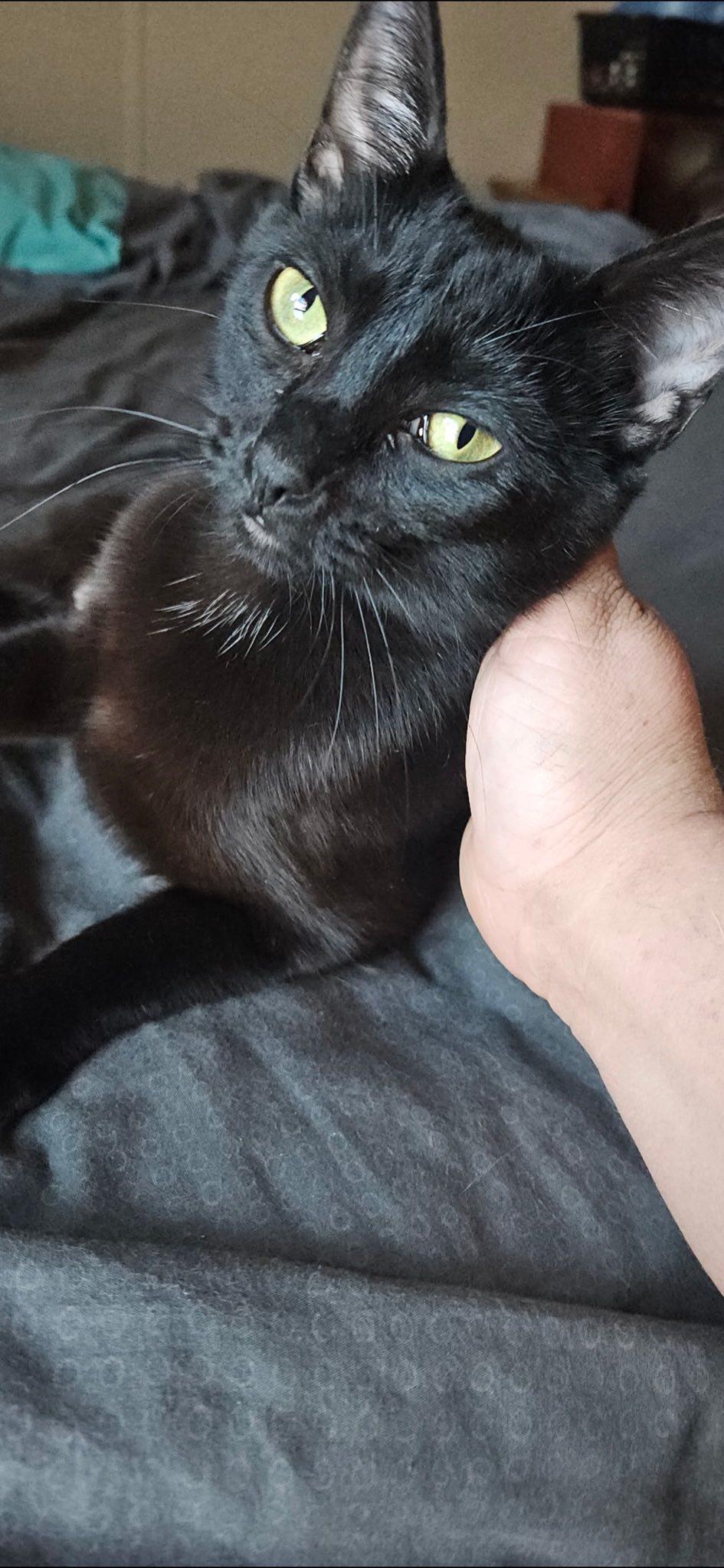 Luna, an adoptable Domestic Short Hair in Midland, TX, 79703 | Photo Image 1